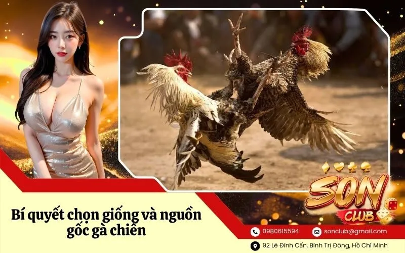 Bí quyết chọn giống và nguồn gốc gà chiến