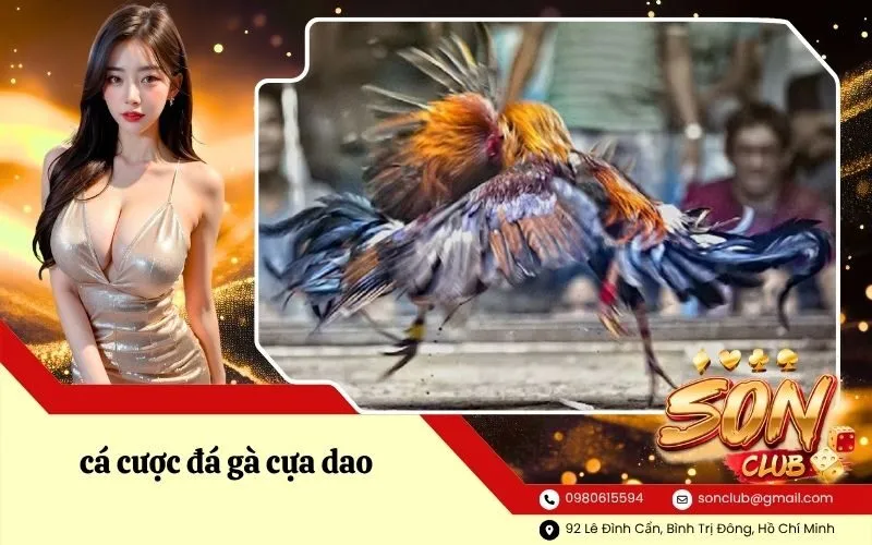 cá cược đá gà cựa dao