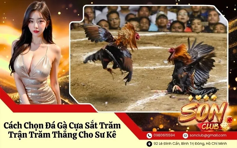 Cách Chọn Đá Gà Cựa Sắt Trăm Trận Trăm Thắng Cho Sư Kê