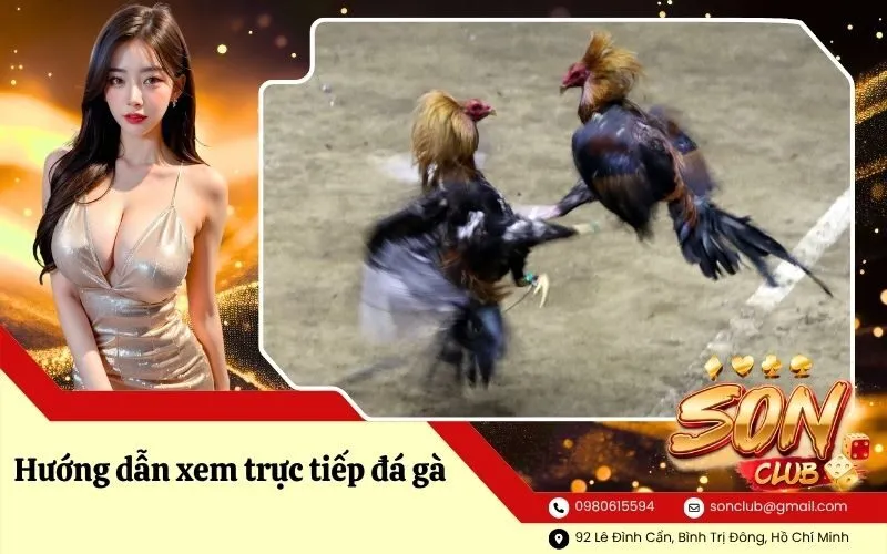 Hướng dẫn xem trực tiếp đá gà