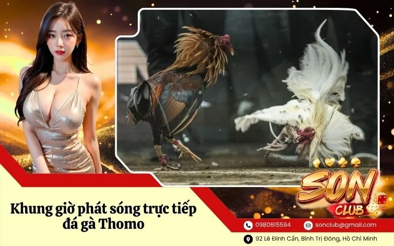 Khung giờ phát sóng trực tiếp đá gà Thomo