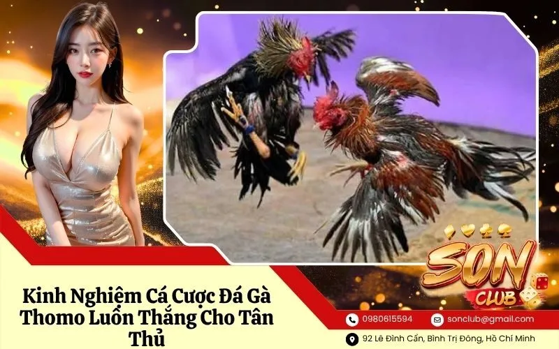 Kinh Nghiệm Cá Cược Đá Gà Thomo Luôn Thắng Cho Tân Thủ