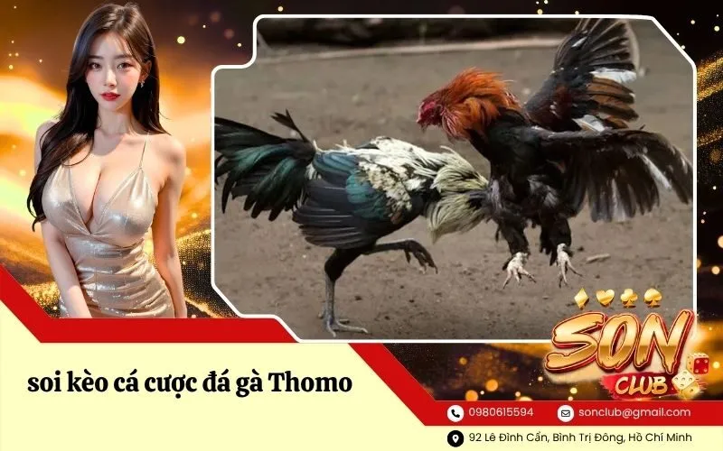 soi kèo cá cược đá gà Thomo