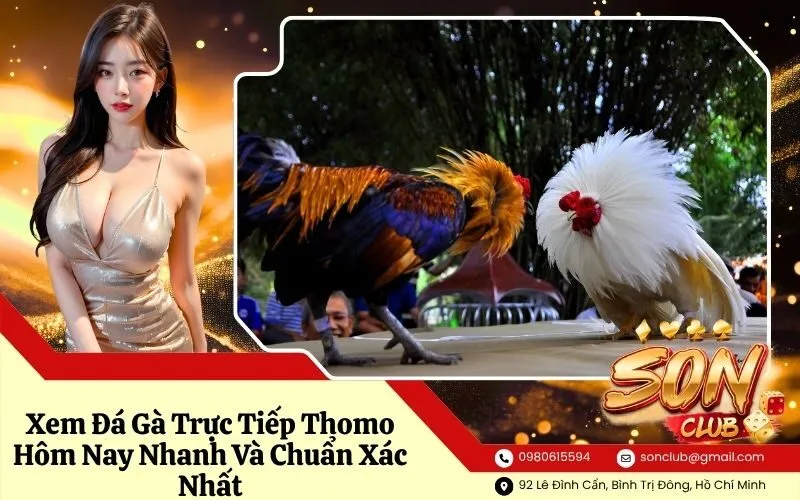 Xem Đá Gà Trực Tiếp Thomo Hôm Nay Nhanh Và Chuẩn Xác Nhất
